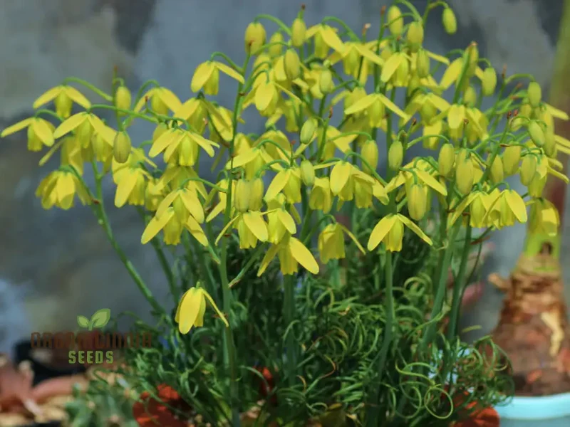 Albuca Juncifolia Flower Seeds, Cultivating Graceful Beauty with Expert Planting and Gardening