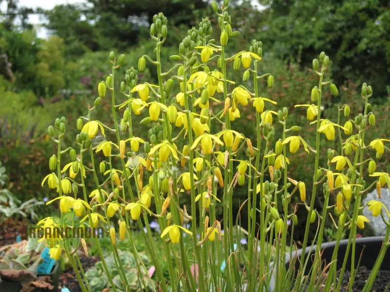 Albuca Juncifolia Flower Seeds, Cultivating Graceful Beauty with Expert Planting and Gardening