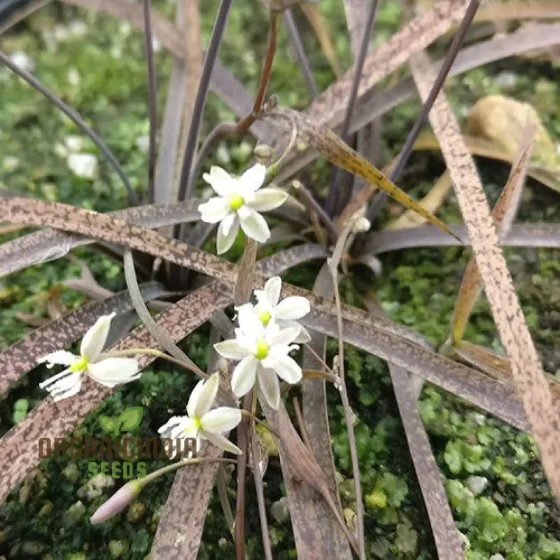Arthropodium Candidum Bronze Seeds for Planting: Exquisite Garden Elegance for Your Outdoor Oasis - Shop Now!"