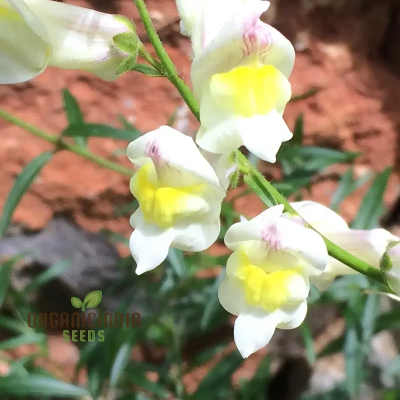 Antirrhinum Siculum Seeds - Rare Snapdragon Seeds for Gardening Enthusiasts and Botanical Lovers