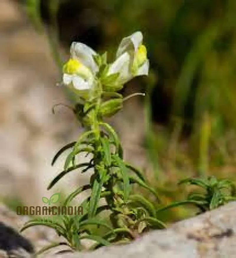 Antirrhinum Siculum Seeds - Rare Snapdragon Seeds for Gardening Enthusiasts and Botanical Lovers