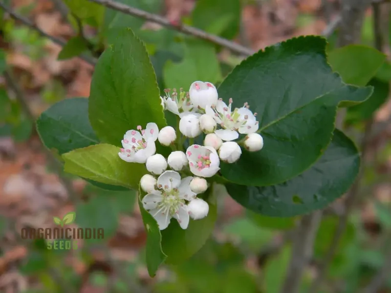 Aronia Melanocarpa Seeds For Planting: Hardy Gardening Superberry for Health Enthusiasts & Garden Lovers"