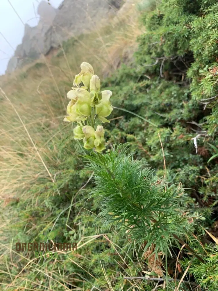 Aconitum Anthora Seeds, A Stunning Addition to Your Garden For Planting