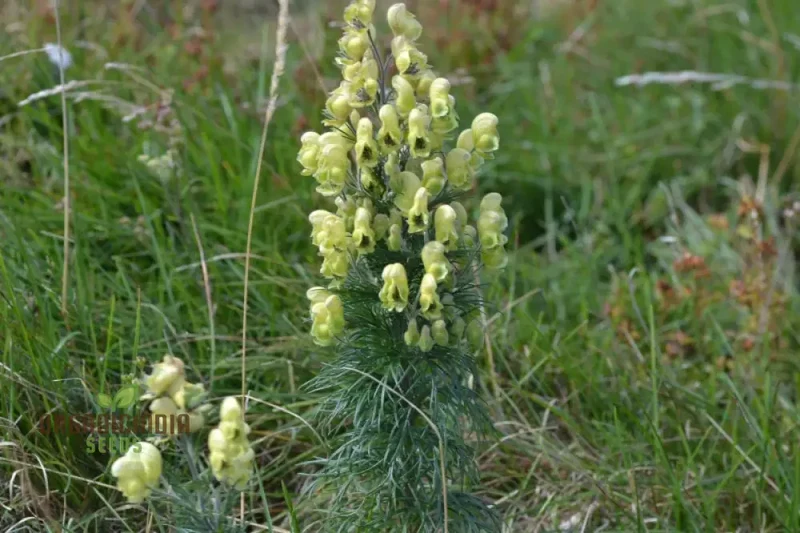 Aconitum Anthora Seeds, A Stunning Addition to Your Garden For Planting