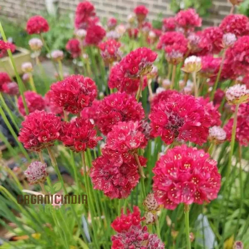 Armeria Seeds (Ballerina Red Armeria Seeds) - Vibrant Blooms and Hardy Perennial for Colorful Displays