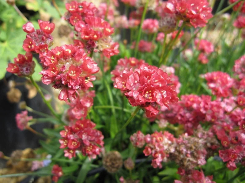 Armeria Seeds (Ballerina Red Armeria Seeds) - Vibrant Blooms and Hardy Perennial for Colorful Displays