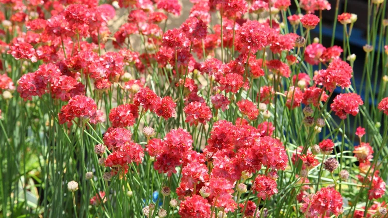 Armeria Seeds (Ballerina Red Armeria Seeds) - Vibrant Blooms and Hardy Perennial for Colorful Displays