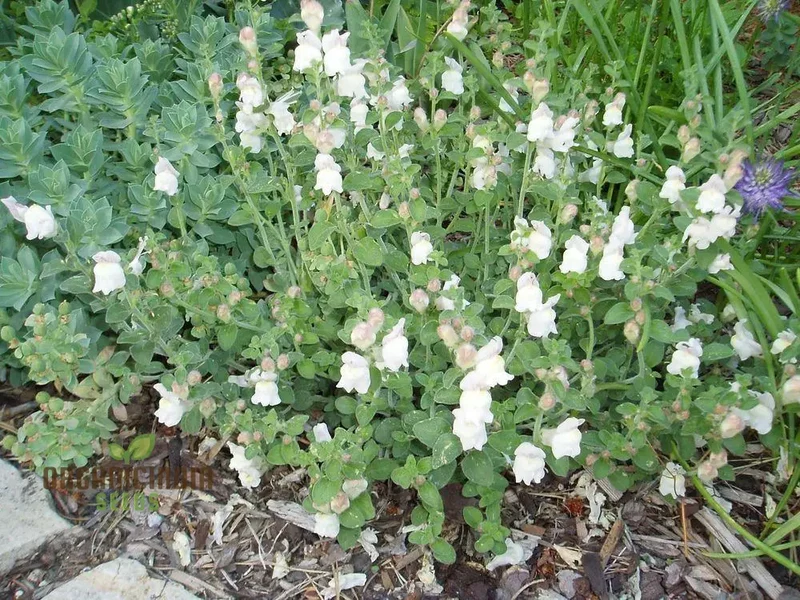 Antirrhinum Molle Seeds for Planting,Beautiful and Hardy Snapdragon Flower Seeds for Your Garden