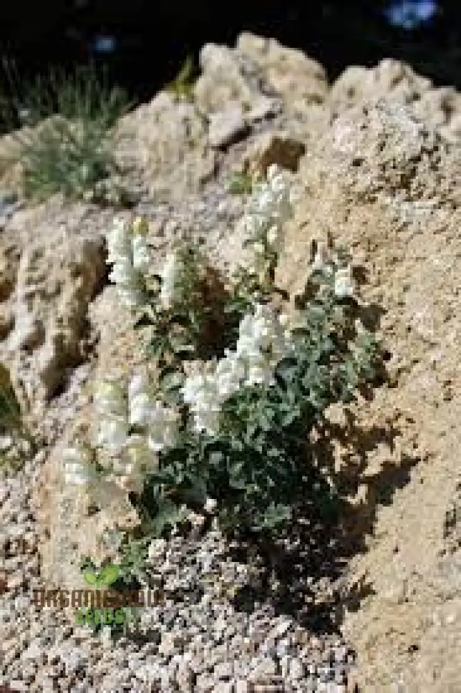 Antirrhinum Molle Seeds for Planting,Beautiful and Hardy Snapdragon Flower Seeds for Your Garden