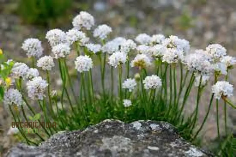 Armeria Maritima Morning Star White Seeds – Elegant Coastal Thrift Variety for Garden Planting