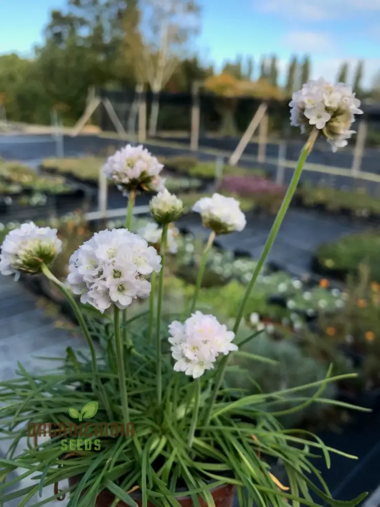 Armeria Maritima Morning Star White Seeds – Elegant Coastal Thrift Variety for Garden Planting