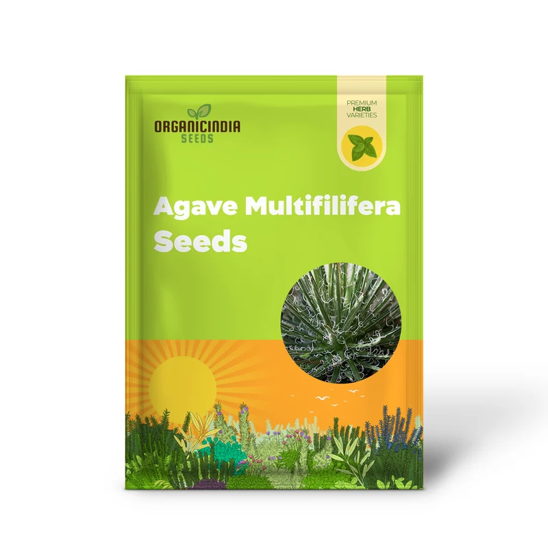 Agave multifilifera Seeds – Fine-Threaded Agave Variety for Home & Landscape Growing