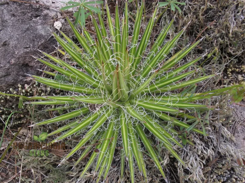 Agave multifilifera Seeds – Fine-Threaded Agave Variety for Home & Landscape Growing