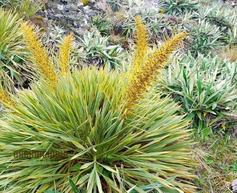Golden Spaniard Spear Seeds, Brighten Your Garden with Elegance
