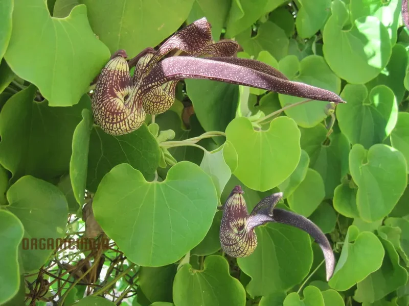 Aristolochia Ringens Seeds For Planting: Rare Vine for Garden Enthusiasts Seeking Unique Botanical Treasures