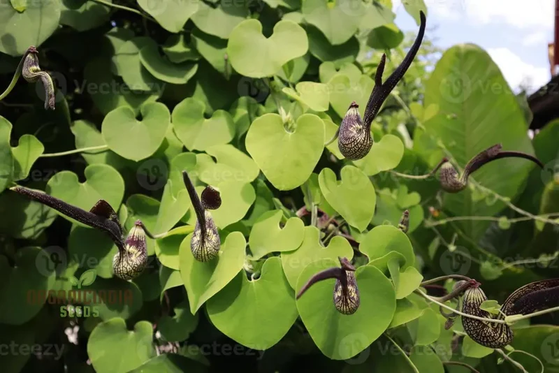 Aristolochia Ringens Seeds For Planting: Rare Vine for Garden Enthusiasts Seeking Unique Botanical Treasures