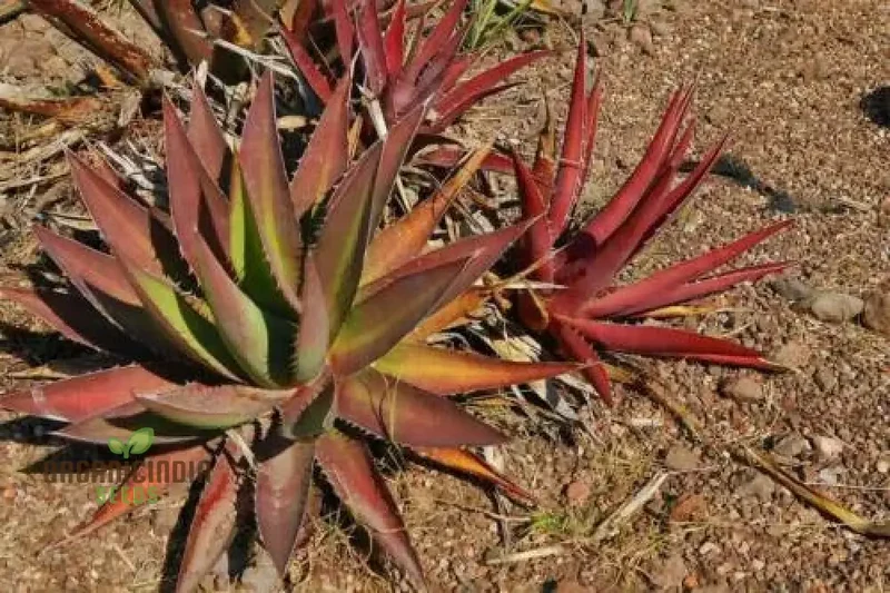 Agave kerchovei ‘Huajuapan Red’ Seeds – Unique Hardy Succulent for Desert Gardens & Landscaping
