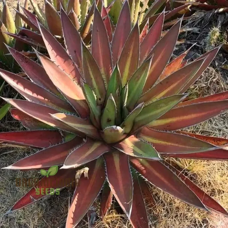 Agave kerchovei ‘Huajuapan Red’ Seeds – Unique Hardy Succulent for Desert Gardens & Landscaping