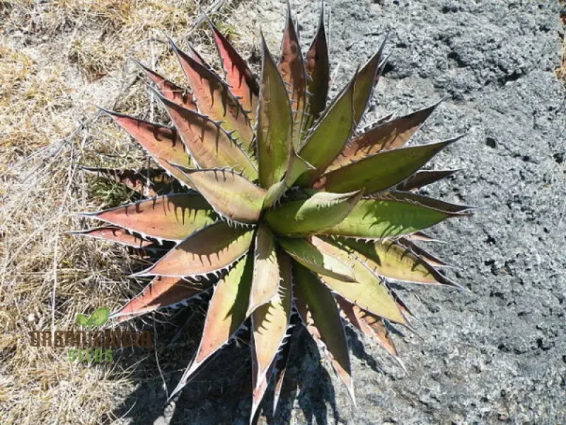 Agave kerchovei ‘Huajuapan Red’ Seeds – Unique Hardy Succulent for Desert Gardens & Landscaping