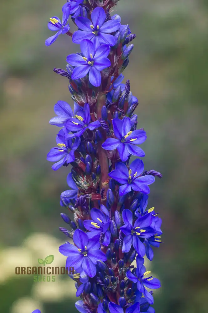 Aristea Capitata Seeds For planting: Enhance Your Garden with the Majestic Blue Stars of the Cape Iris ,A Guide to Cultivating and Caring for This Striking Perennial Beauty