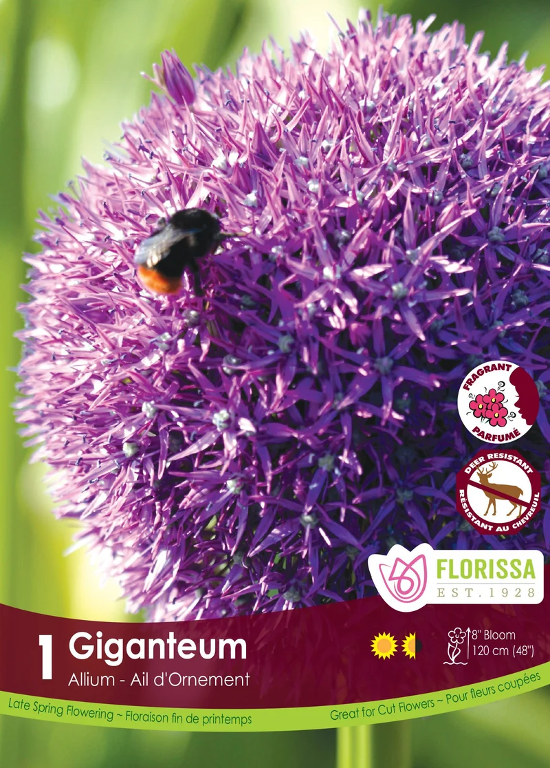 Ail géant ( Allium giganteum )