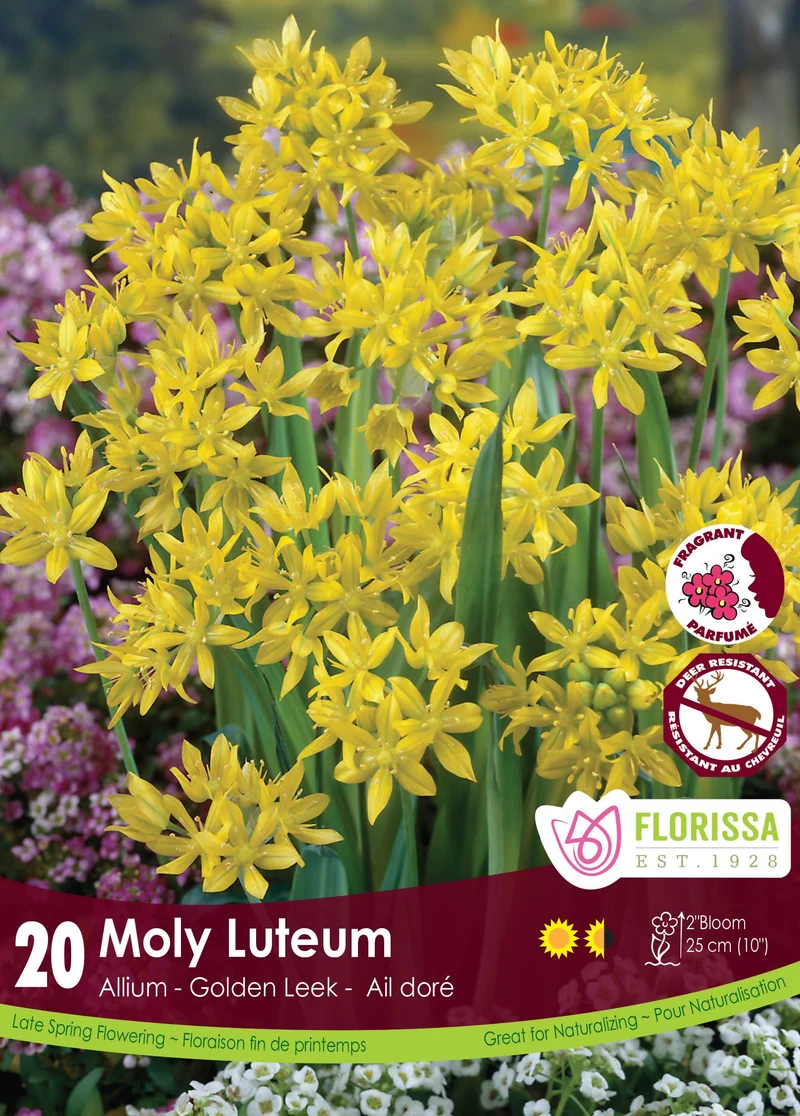 Ail doré ( Allium moly var. luteum )