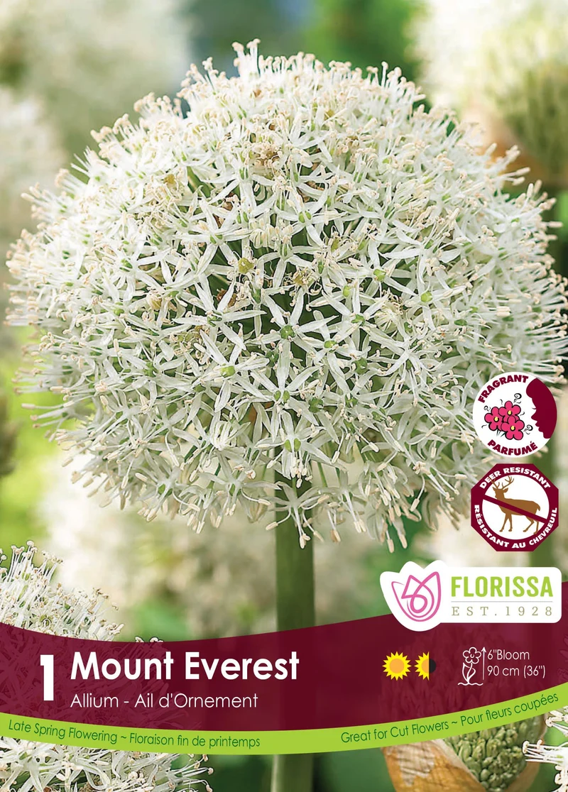 Ail ornemental ‘Mount Everest’ ( Allium stipitatum )