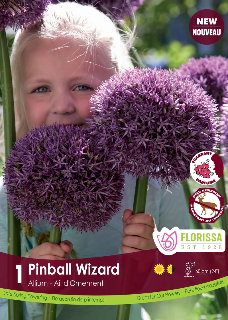Ail ornemental ‘Pinball Wizard’ ( Allium )