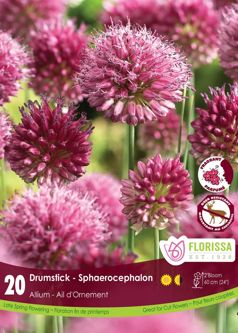 Ail à tête ronde ( Allium sphaerocephalon )