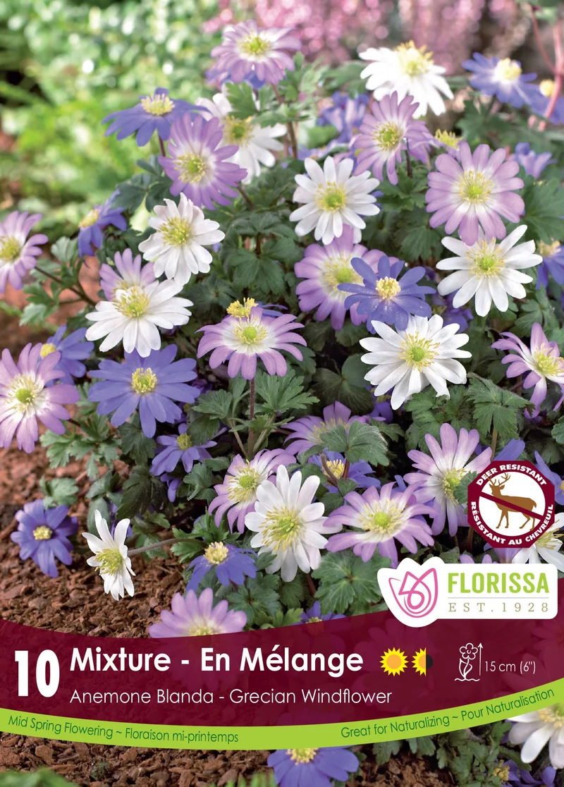 Anémone blanda Mix ( Anemone blanda )