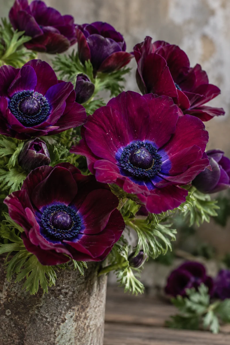 Anémone De Caen ‘Bordeaux’ ( Anemone coronaria )
