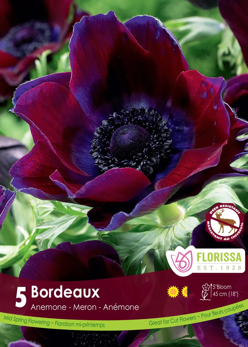 Anémone De Caen ‘Bordeaux’ ( Anemone coronaria )