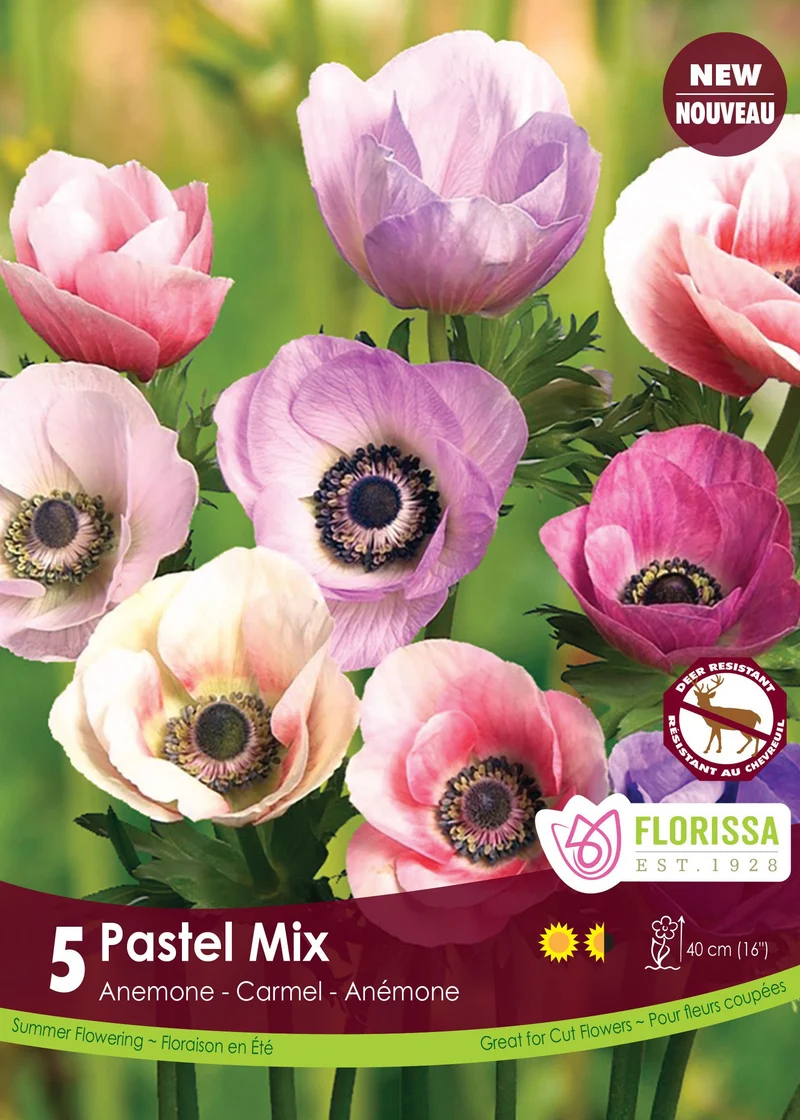 Anémone Carmel Pastel Mix ( Anemone coronaria ‘Carmel Pastel Mix’)