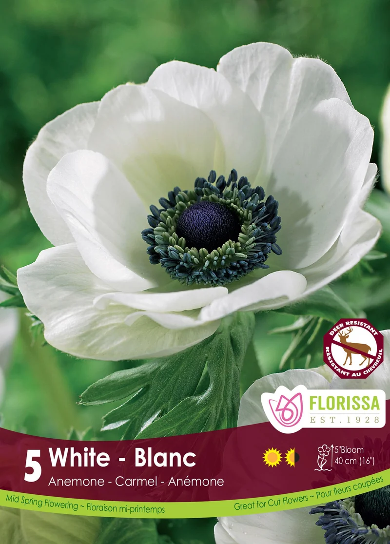 Anémone ‘Carmel White’ ( Anemone coronaria )