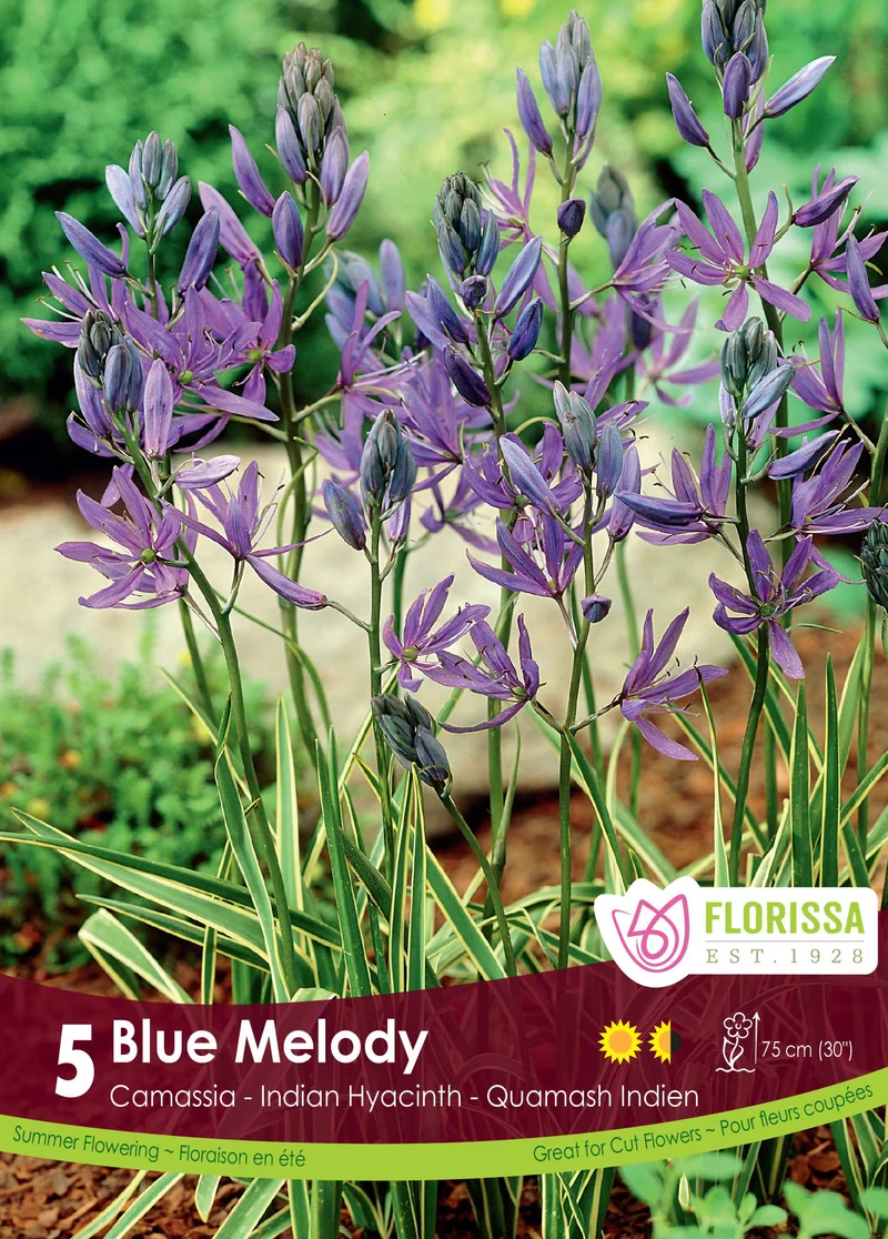 Camassia Blue Melody ( Camassia quamash ‘Blue Melody’)