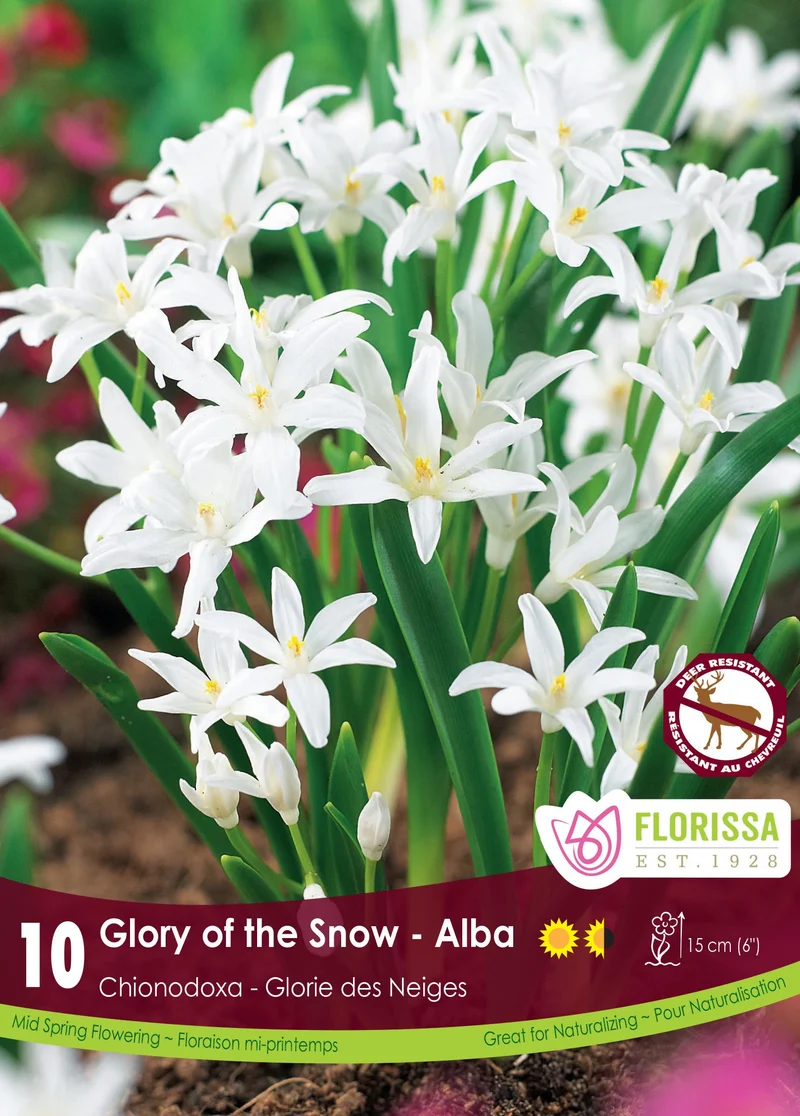 Chionodoxa luciliae ‘Alba’ ( Chionodoxa )