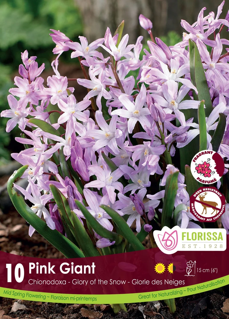 Chionodoxa ‘Pink Giant’ ( Chionodoxa )