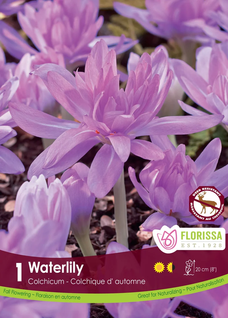 Colchicum ‘Waterlily’ ( Colchicum )