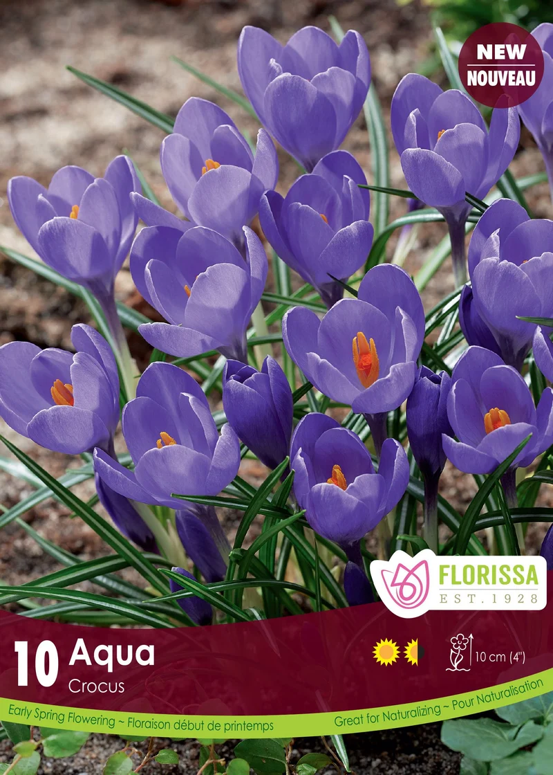 Crocus ‘Aqua’ ( Crocus vernus )