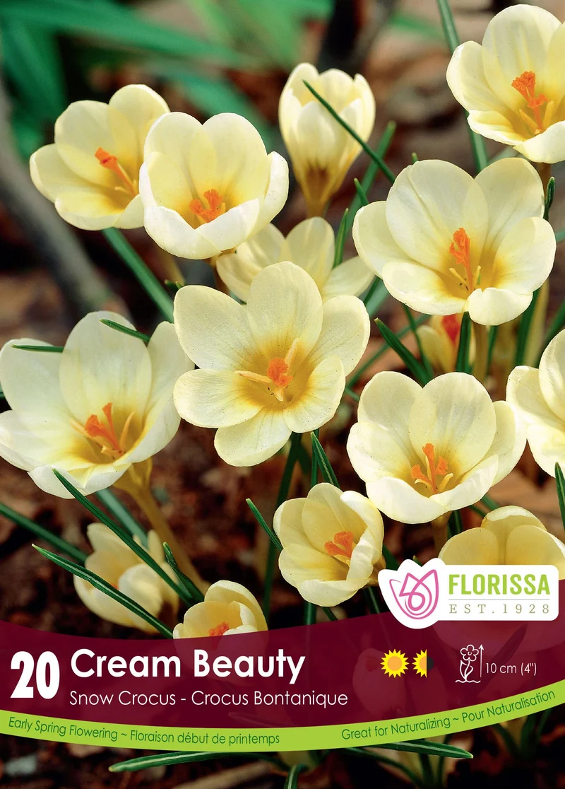 Crocus ‘Cream Beauty’ ( Crocus chrysanthus )