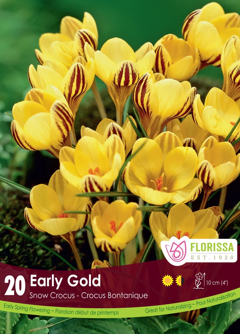 Crocus ‘Early Gold’ ( Crocus chrysanthus )