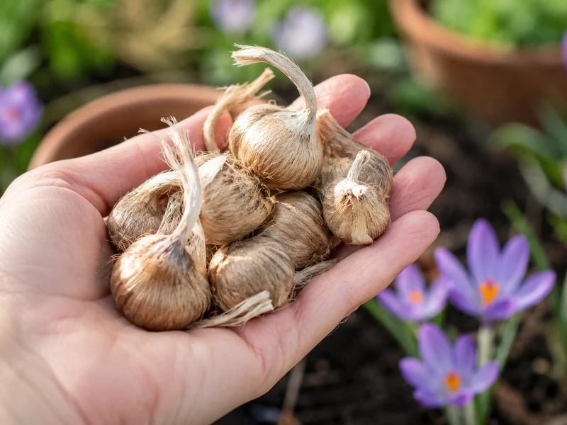 Crocus à safran ( Crocus sativus )
