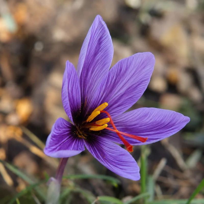 Crocus à safran ( Crocus sativus )