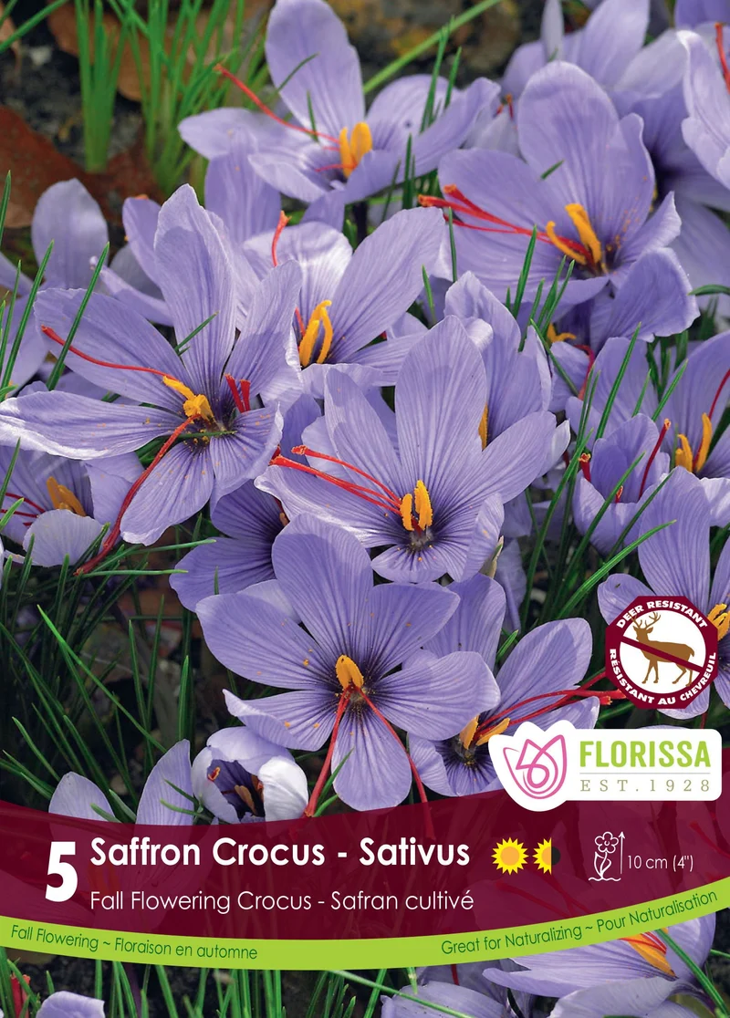 Crocus à safran ( Crocus sativus )