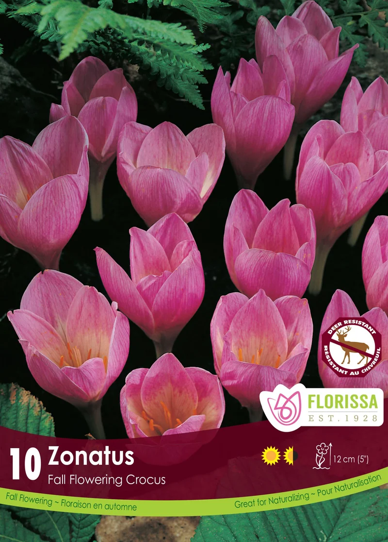 Crocus zonatus ( Crocus kotschyanus )