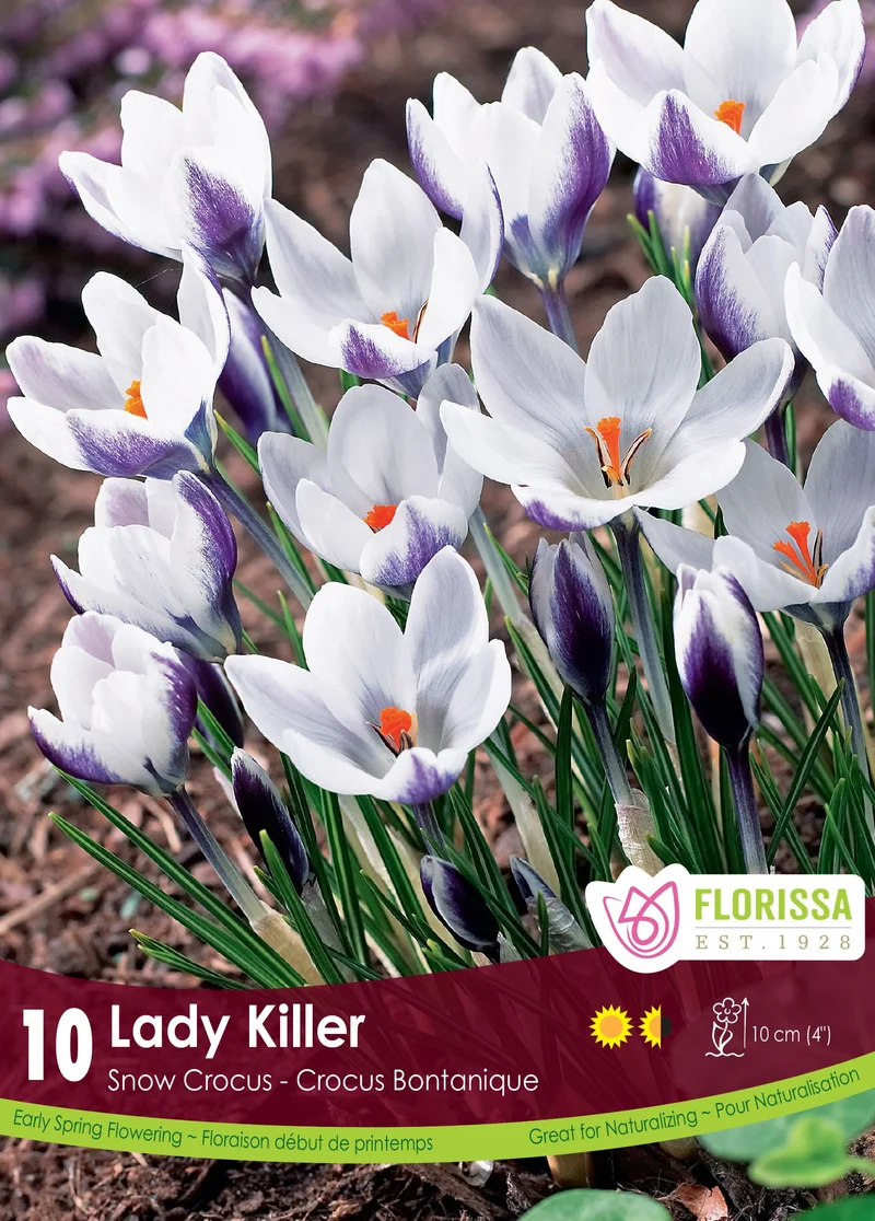 Crocus ‘Ladykiller’ ( Crocus chrysanthus )