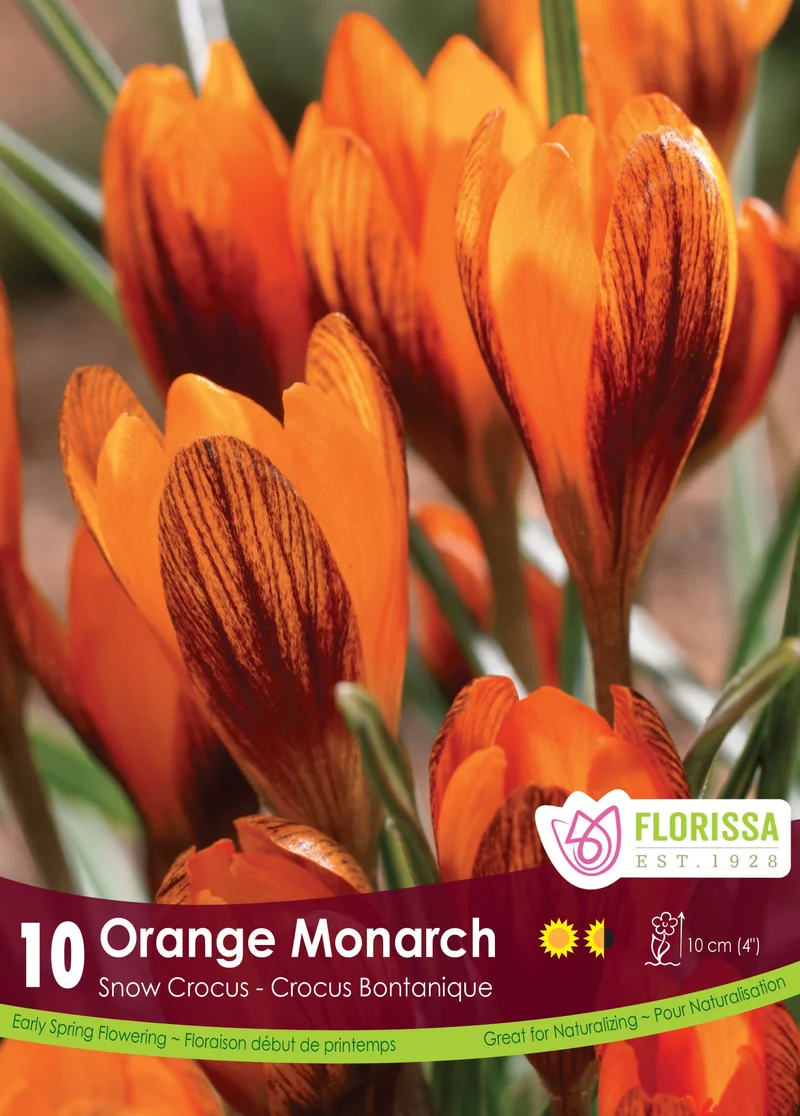 Crocus ‘Orange Monarch’ ( Crocus )