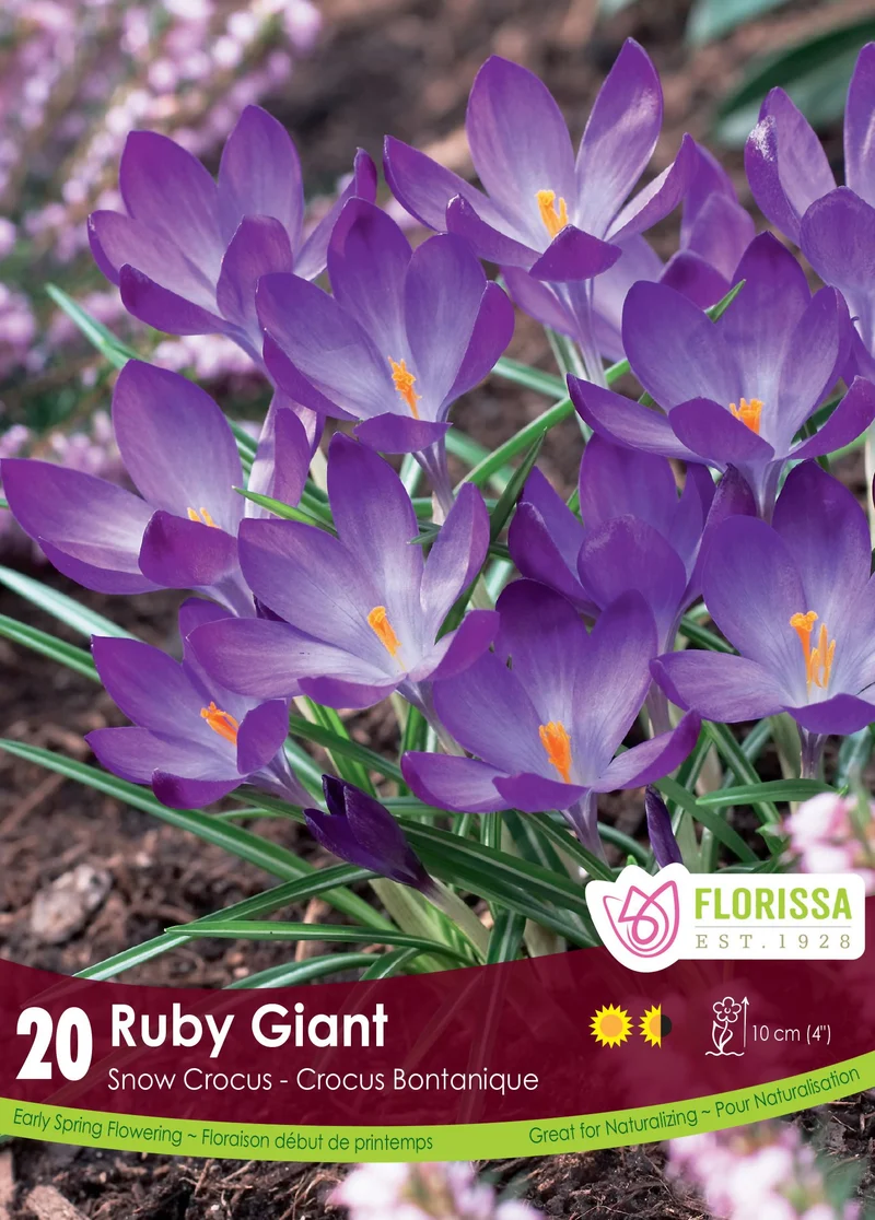Crocus ‘Ruby Giant’ ( Crocus tommasinianus )