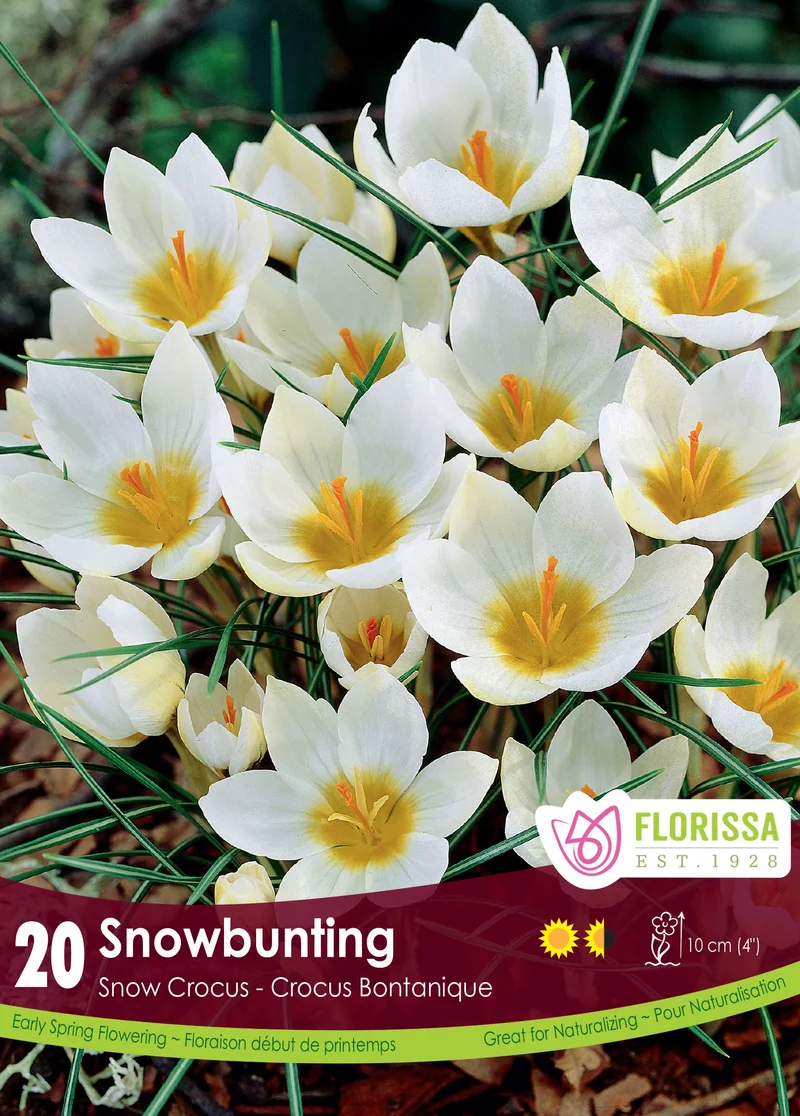 Crocus ‘SnowBunting’ ( Crocus chrysanthus )