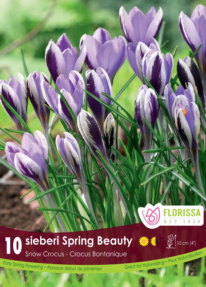 Crocus ‘Spring Beauty’ ( Crocus minimus )